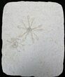 Floating Crinoid Pair (Saccocoma) - Solnhofen Limestone #22473-1